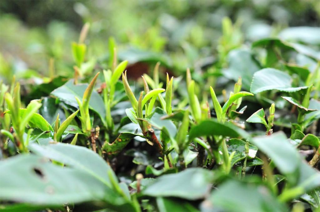 高山秋茶,高山秋茶葉,高山秋茶推薦,高山冬茶,高山冬茶葉,高山冬茶推薦,高山夏茶,高山夏茶葉,高山夏茶推薦,高山春茶,高山春茶葉-高山春茶推薦,茶葉介紹