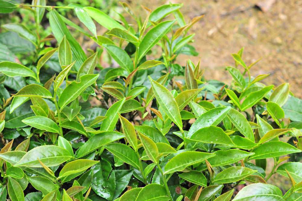 茶葉分類,茶葉特色,茶葉介紹,高山茶,福壽茶葉,梨山茶,大禹嶺茶葉