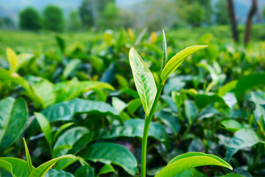 茶葉-茶葉種植-茶葉介紹-茶葉分享