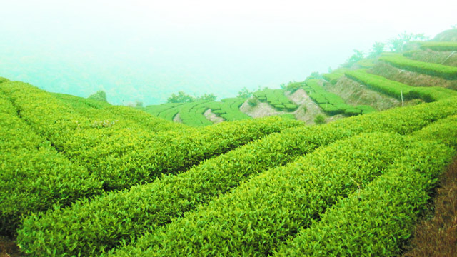 華崗茶 ｜大禹嶺茶包｜ 高山春茶｜ 高山冬茶｜ 福壽茶