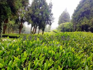 高山冬茶,高山冬茶葉,高山冬茶推薦,高山冬茶口感,高山冬茶介紹,高山冬茶葉,高山冬茶包,高山冬茶出產時間,高山冬茶採收介紹