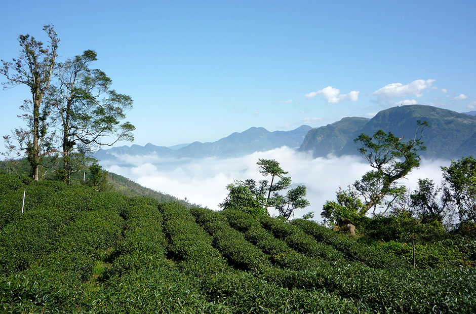 阿里山烏龍茶泡法