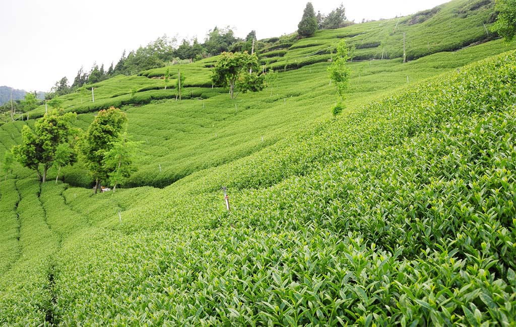 翠峰茶-翠峰茶包-翠峰冬片茶-翠峰茶好茶﻿