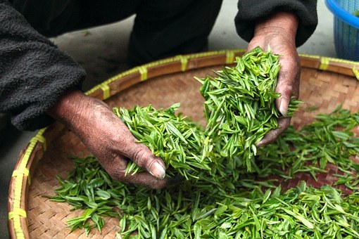 鐵觀音茶葉特色,鐵觀音口感,鐵觀音茶介紹,鐵觀音價格,鐵觀音茶包購買,鐵觀音茶葉購買