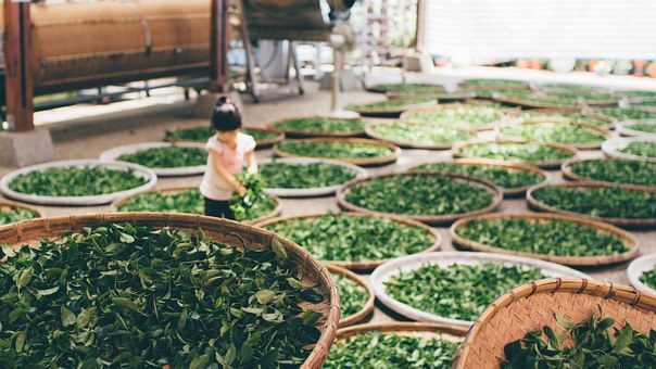 大禹嶺茶包-大禹嶺茶包購買-大禹嶺茶包口味