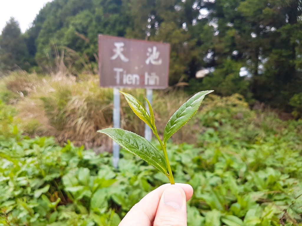 茶葉,茶葉禮盒,茶葉推薦,茶業購買,台灣茶葉,台灣茶葉價格,福壽山天池茶,福壽山天池茶葉,福壽山天池茶葉禮盒,福壽山天池茶夜推薦,福壽山天池茶茶包,福壽山天池茶葉包