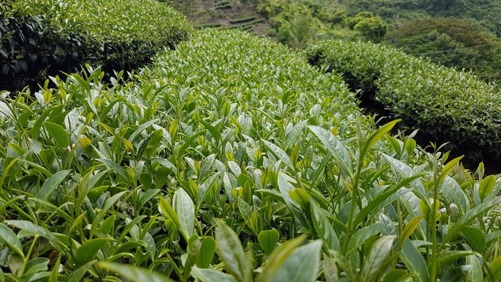 茶葉,茶葉禮盒,茶葉推薦,茶業購買,台灣茶葉,台灣茶葉價格,大禹嶺88K茶,大禹嶺88K茶葉,大禹嶺88K茶葉禮盒,大禹嶺88K茶夜推薦,大禹嶺88K茶茶包,大禹嶺88K茶葉包