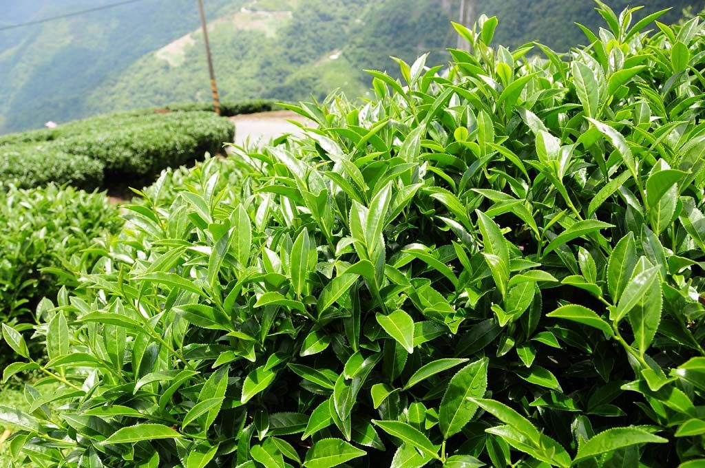 茶葉,茶葉禮盒,茶葉推薦,茶業購買,台灣茶葉,台灣茶葉價格,梨山東眼茶,梨山東眼茶葉,梨山東眼茶葉禮盒,梨山東眼茶夜推薦,梨山東眼茶茶包,梨山東眼茶葉包