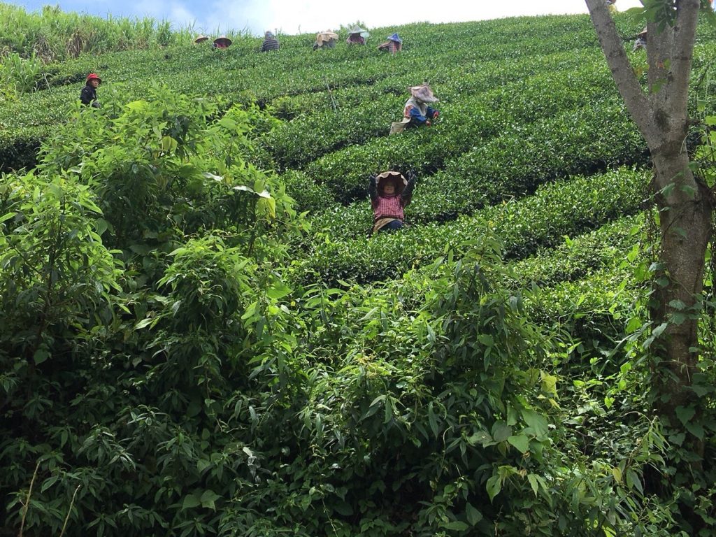 茶葉,茶葉禮盒,茶葉推薦,茶業購買,台灣茶葉,台灣茶葉價格,大禹嶺90K茶,大禹嶺90K茶葉,大禹嶺90K茶葉禮盒,大禹嶺90K茶夜推薦,大禹嶺90K茶茶包,大禹嶺90K茶葉包