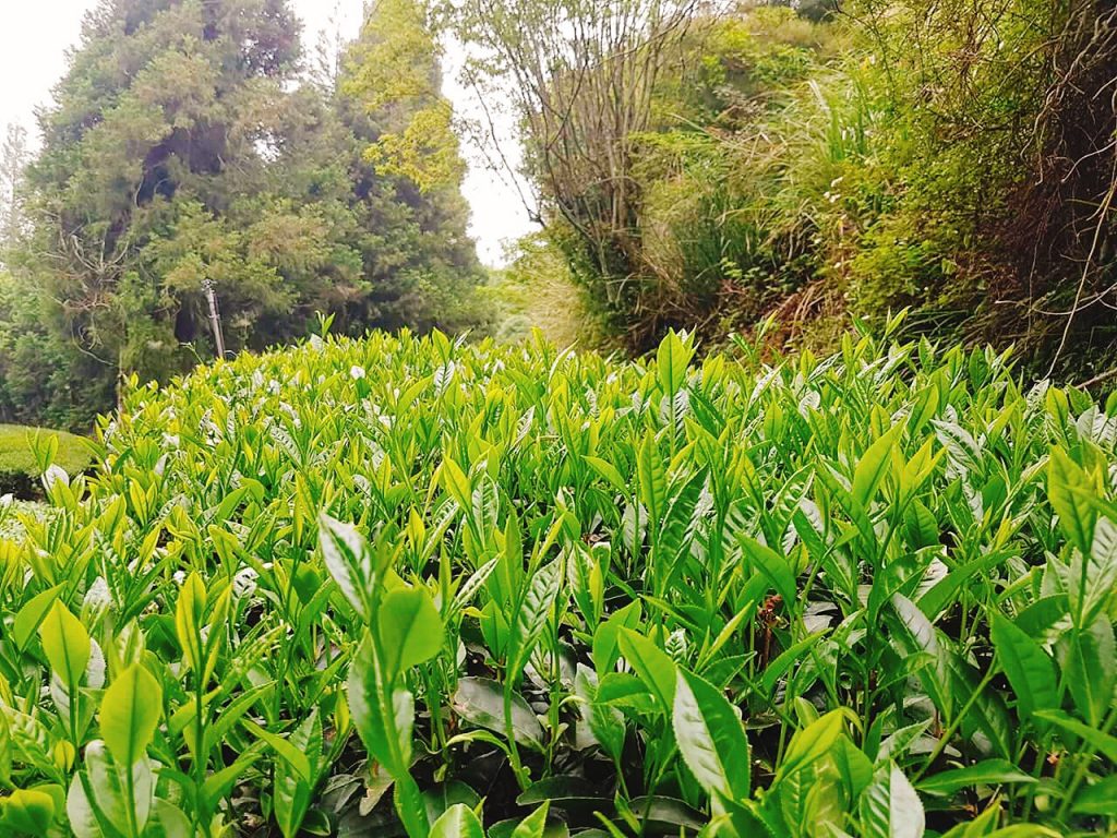 茶葉,茶葉禮盒,茶葉推薦,茶業購買,台灣茶葉,台灣茶葉價格,福壽山天池茶,福壽山天池茶葉,福壽山天池茶葉禮盒,福壽山天池茶夜推薦,福壽山天池茶茶包,福壽山天池茶葉包