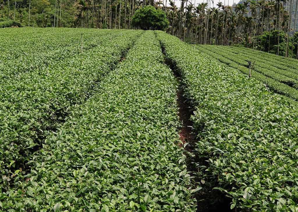 茶葉,茶葉禮盒,茶葉推薦,茶業購買,台灣茶葉,台灣茶葉價格,阿里山茶葉,凍頂烏龍茶,凍頂烏龍茶葉,凍頂烏龍茶葉禮盒,凍頂烏龍茶夜推薦