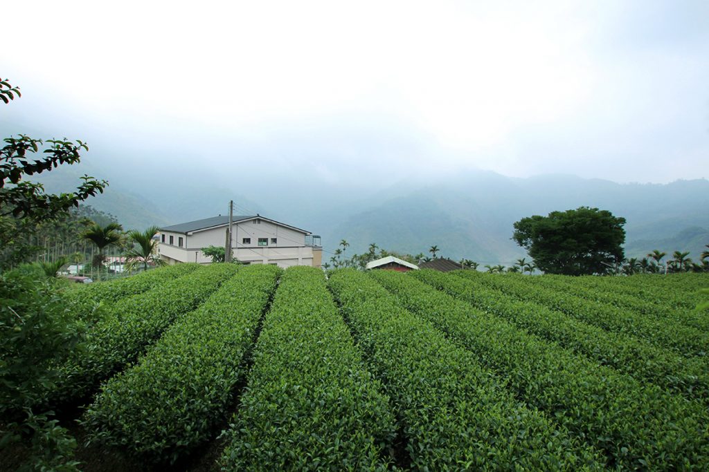 茶葉,茶葉禮盒,茶葉推薦,茶業購買,台灣茶葉,台灣茶葉價格,阿里山瑞里茶,阿里山瑞里茶葉,阿里山瑞里茶葉禮盒,阿里山瑞里茶夜推薦,大禹嶺焙火茶茶包,大禹嶺焙火茶葉包