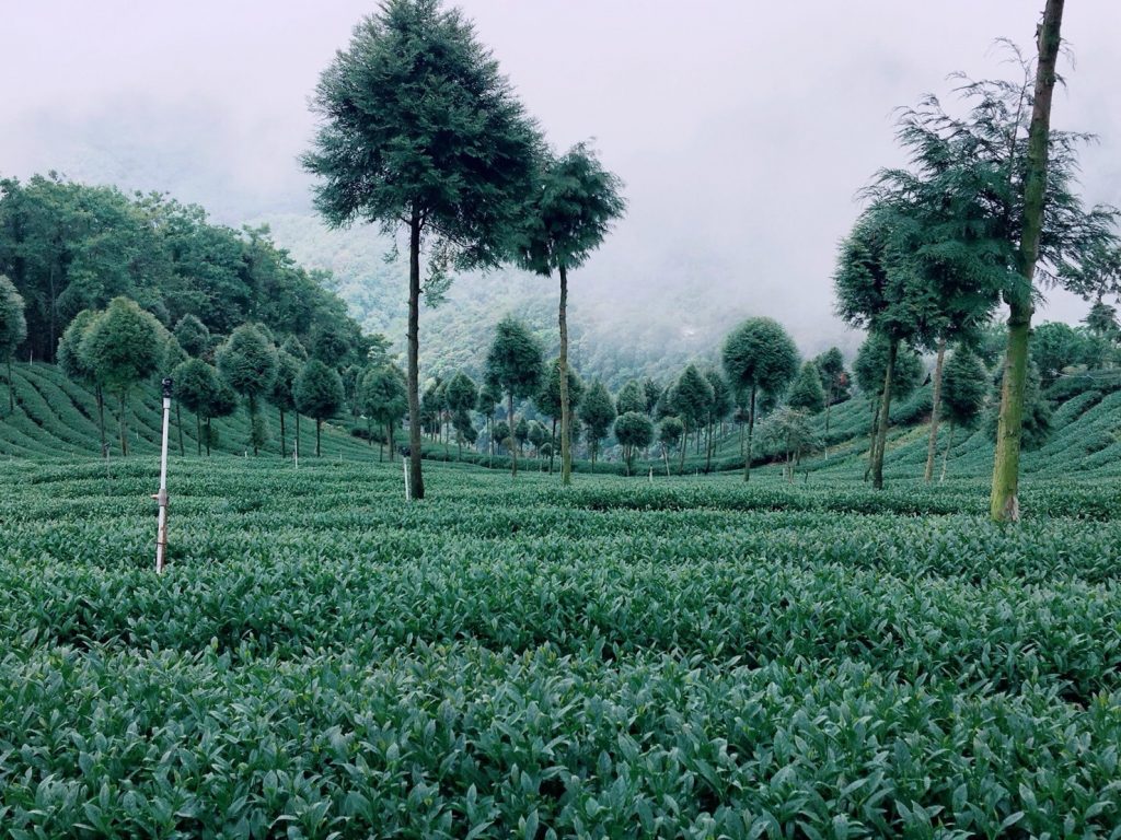 茶葉,茶葉禮盒,茶葉推薦,茶業購買,台灣茶葉,台灣茶葉價格,梨山翠峰茶,梨山翠峰茶葉,梨山翠峰茶葉禮盒,梨山翠峰茶夜推薦,梨山翠峰茶茶包,梨山翠峰茶葉包