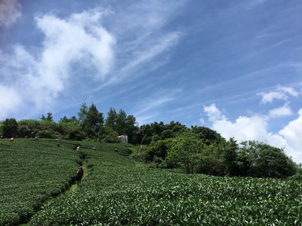 茶葉,茶葉禮盒,茶葉推薦,茶業購買,台灣茶葉,台灣茶葉價格,大禹嶺88K茶,大禹嶺88K茶葉,大禹嶺88K茶葉禮盒,大禹嶺88K茶夜推薦,大禹嶺88K茶茶包,大禹嶺88K茶葉包