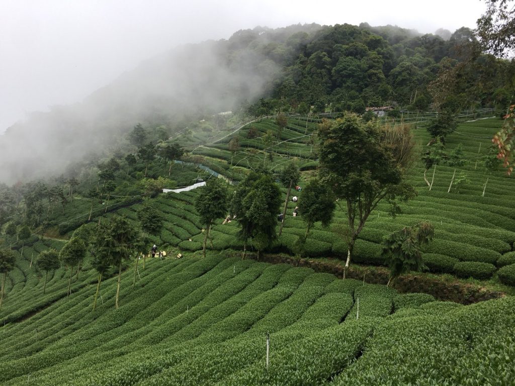 茶葉,茶葉禮盒,茶葉推薦,茶業購買,台灣茶葉,台灣茶葉價格,梨山翠峰茶,梨山翠峰茶葉,梨山翠峰茶葉禮盒,梨山翠峰茶夜推薦,梨山翠峰茶茶包,梨山翠峰茶葉包