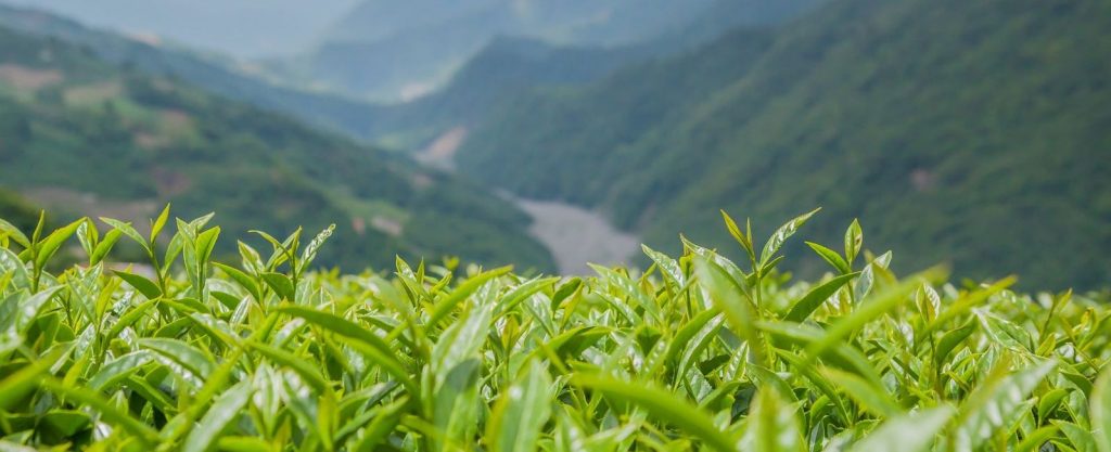 茶葉,茶葉禮盒,茶葉推薦,茶業購買,台灣茶葉,台灣茶葉價格,阿里山茶葉,大禹嶺焙火茶,大禹嶺焙火茶葉,大禹嶺焙火茶葉禮盒,大禹嶺焙火茶夜推薦