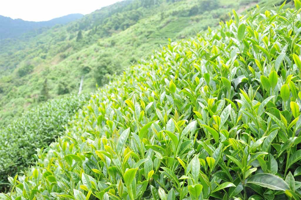 茶葉,茶葉禮盒,茶葉推薦,茶業購買,台灣茶葉,台灣茶葉價格,梨山翠巒茶,梨山翠巒茶葉,梨山翠巒茶葉禮盒,梨山翠巒茶夜推薦,梨山翠巒茶茶包,梨山翠巒茶葉包